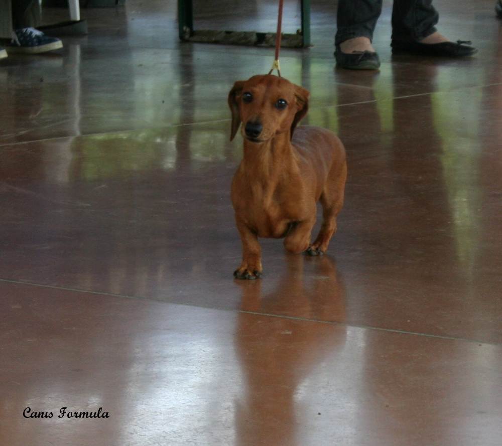 Kaninchen in moviment in the ring